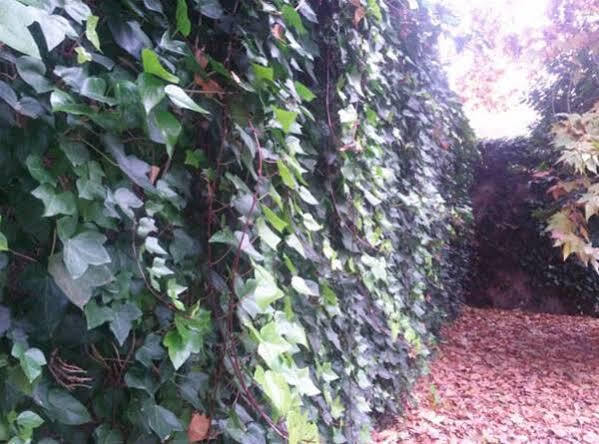 Hostal Ramon Y Cajal Valladolid Bagian luar foto
